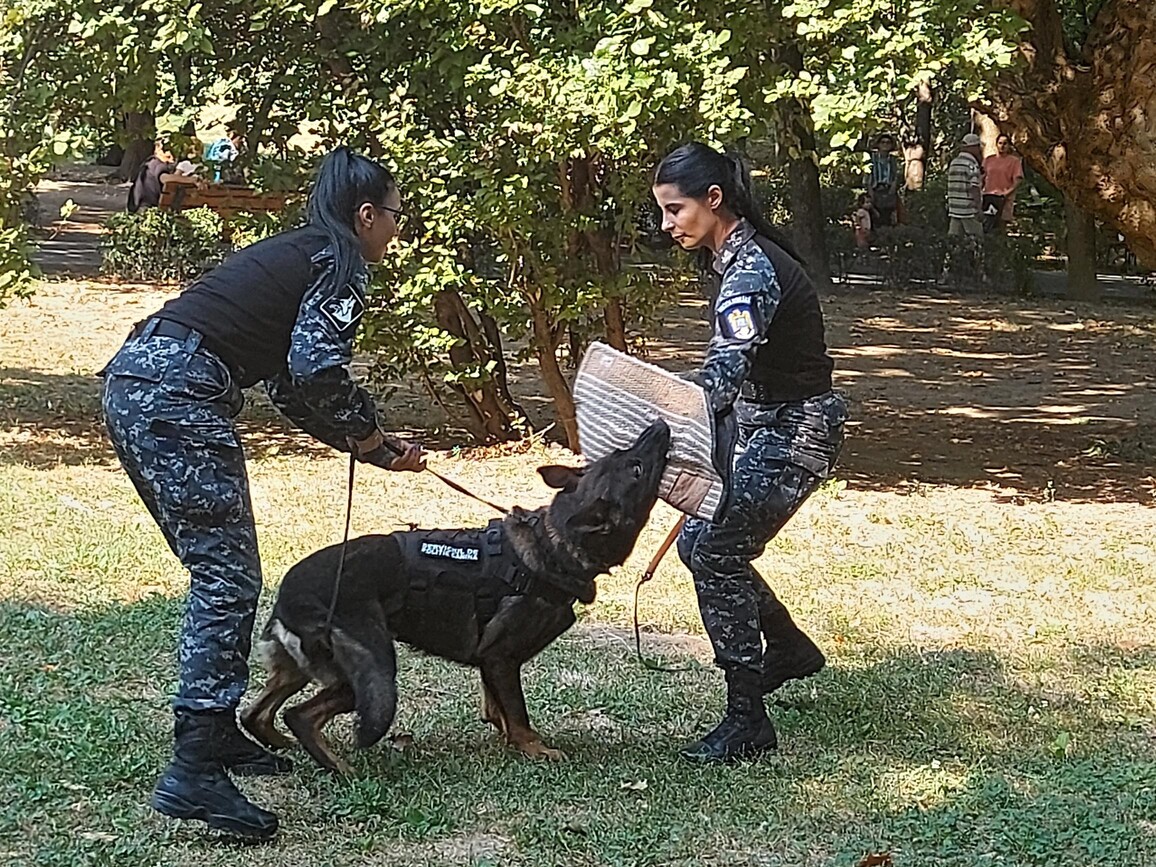 Printre semne de circulație și informații privind siguranța rutieră, Jack și Abel – două „patrupede justițiare” i-au fascinat, astăzi, într-o demonstrație de curaj și forță, pe copiii din DGASPC Sector 2